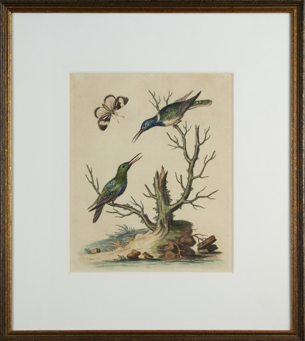 Two Hummingbirds & Insect by George Edwards