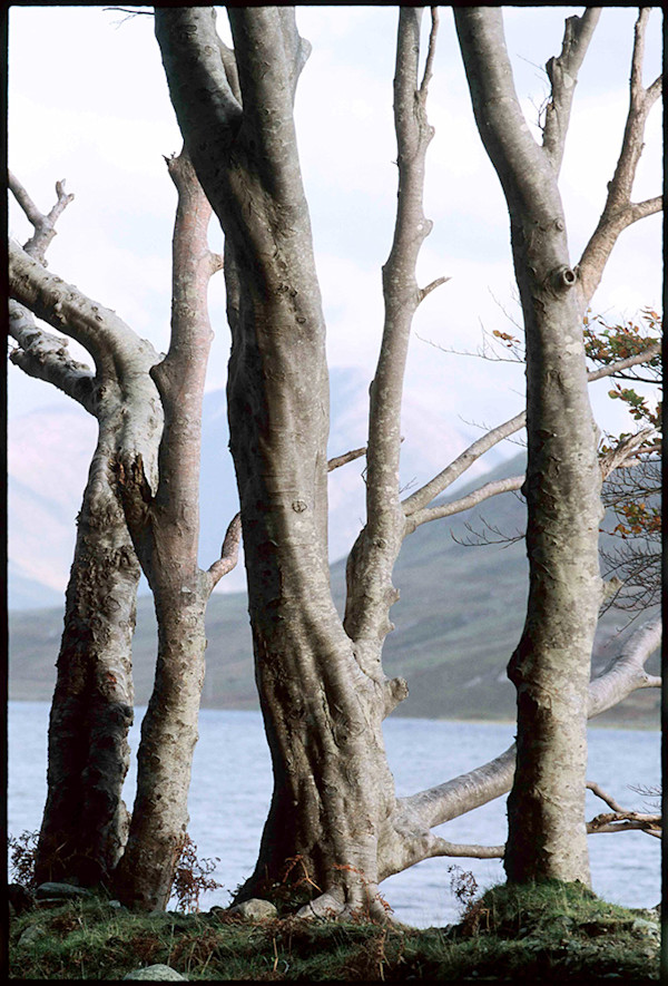 Bare Trees, Mayo by Alen MacWeeney