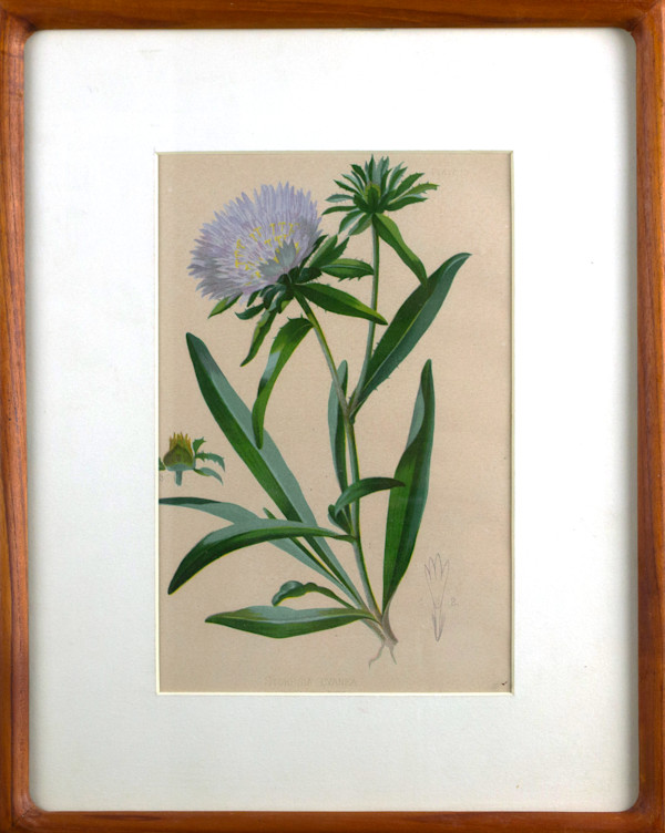 Botanical Print Of Stokesia Cyanea (Plate 13) by L. Prang & Company, Boston