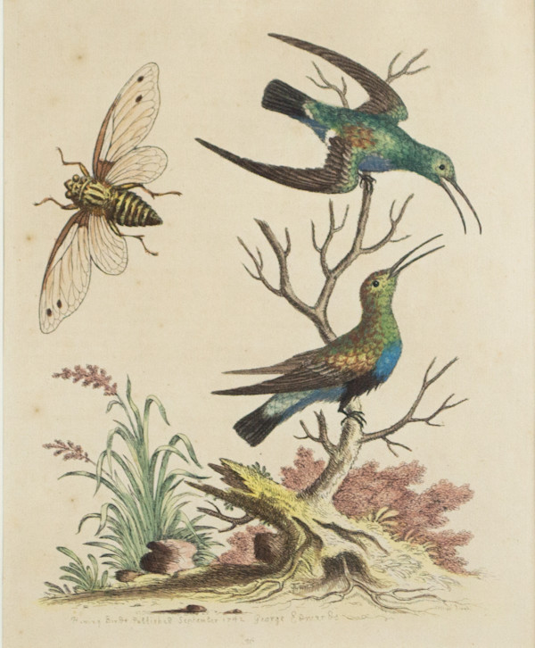 Two Hummingbirds & Insect by George Edwards