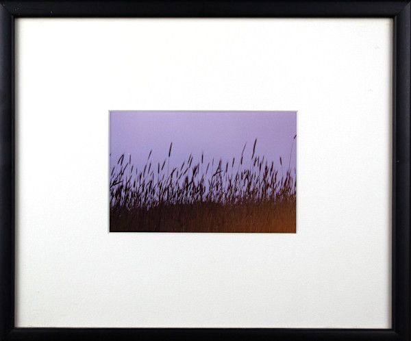 Grasses by John Castagno