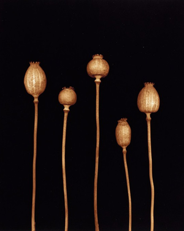 Poppy, 2002 by Joyce Tenneson, Image 2.