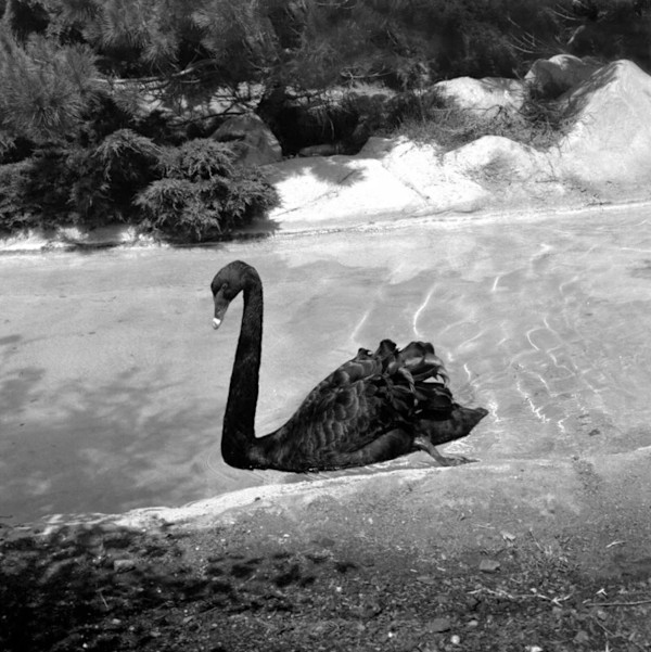 Black Swan by Jenny Lynn