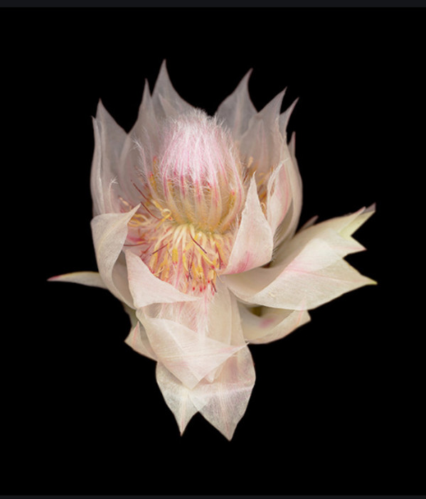 Blushing Bride by Joyce Tenneson