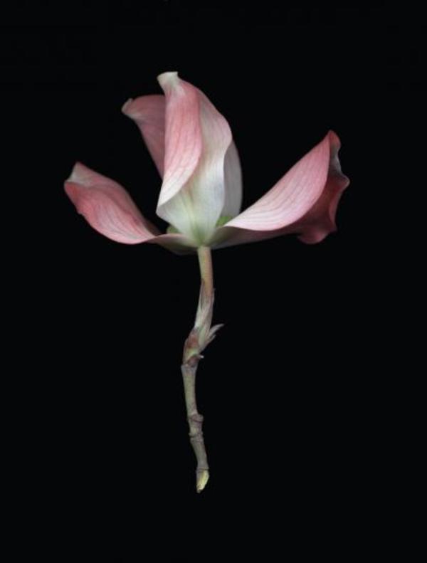 Dogwood by Joyce Tenneson, Image 2.