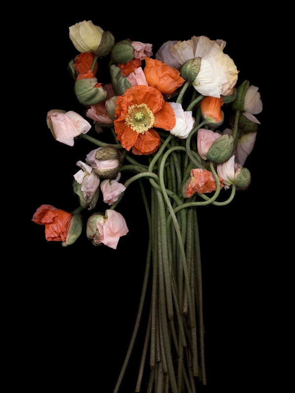 Poppy Bouquet by Joyce Tenneson, Image 2.