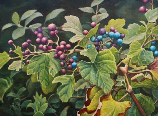 Wild Grapes by David Kooharian