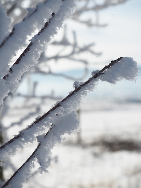 Frost and Crystals by Rebecca Sobin