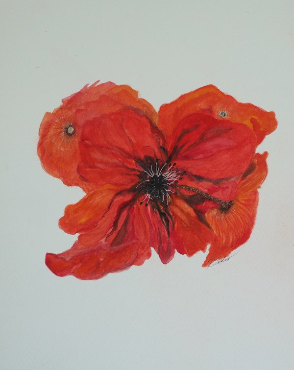 Poppies in Decline by Rebecca Sobin