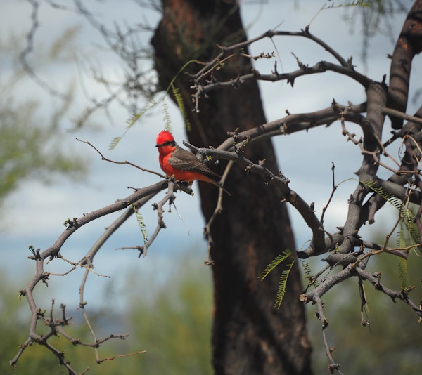 Scarlet Tanager by Rebecca Sobin