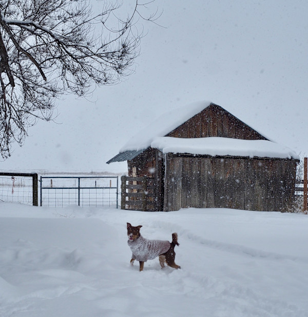 Snow Day by Rebecca Sobin