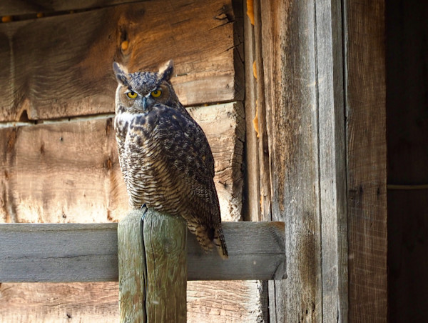 The Watcher by Rebecca Sobin