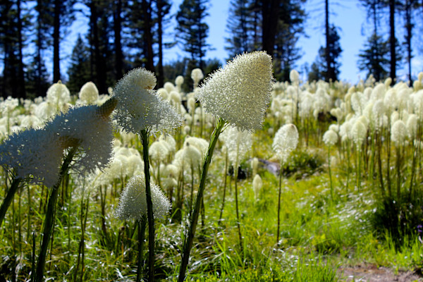 Beargrass by Rebecca Sobin