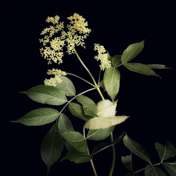 Goutweed by David Lang