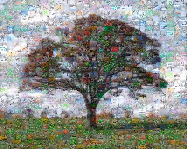 Tree of Life by Mary Close Oppenheimer