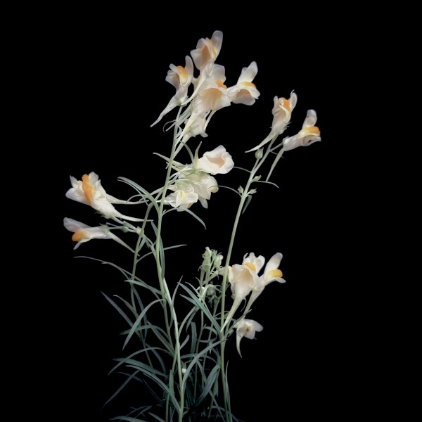 Yelloow Toadflax by David Lang