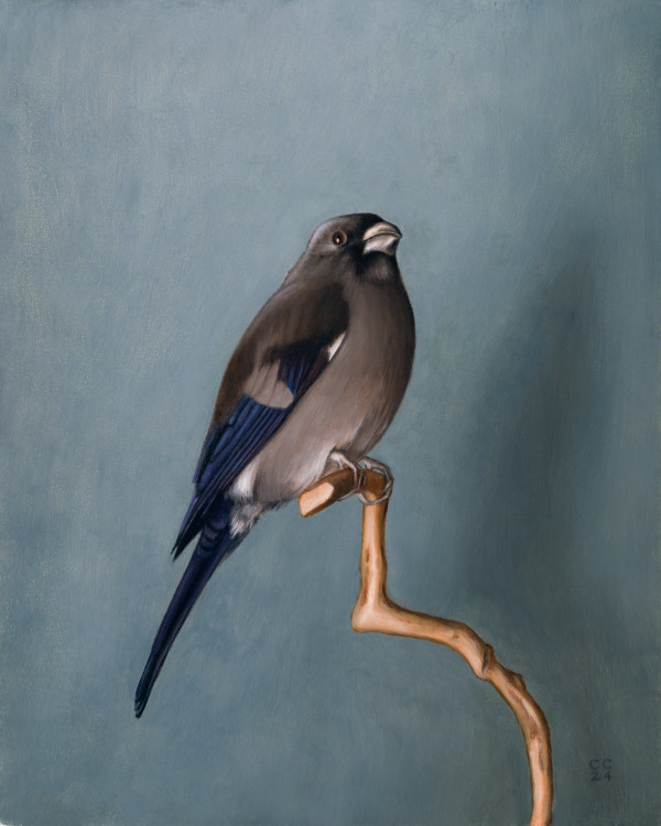 Brown Bullfinch by Chris Clamp