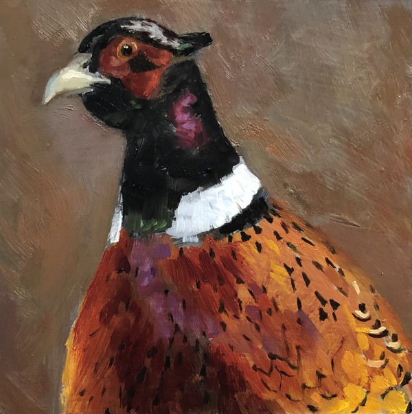 Ring Neck Pheasant