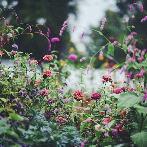 Hillwood in June by Redeat Wondemu, Image 10.
