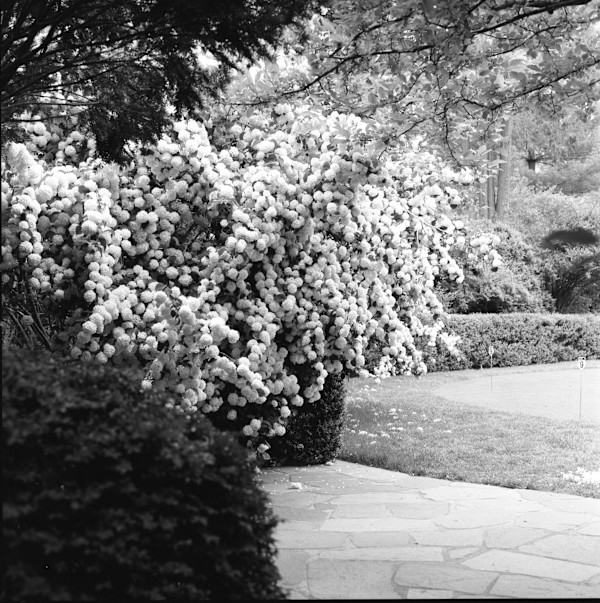 Hillwood in April by Redeat Wondemu, Image 6.