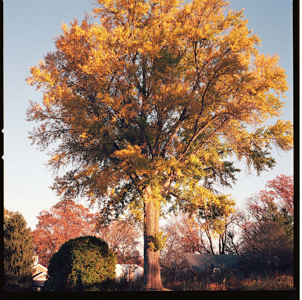 Hillwood in October by Redeat Wondemu, Image 3.