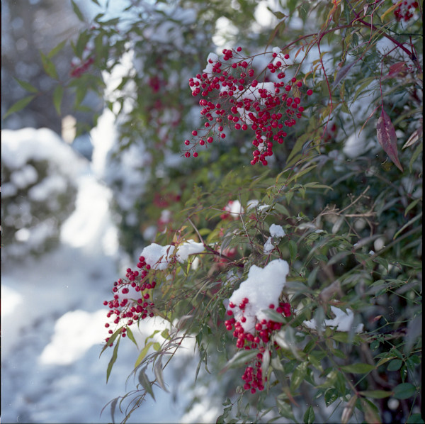 Hillwood in January by Redeat Wondemu, Image 9.