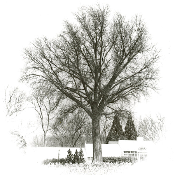 Hillwood in February by Redeat Wondemu, Image 7.