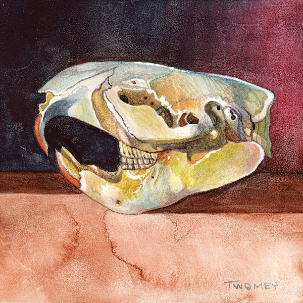 Beaver Skull, Winter Light by Catherine Twomey
