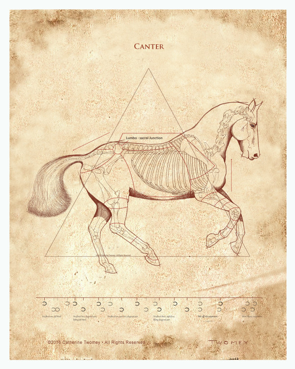 Da Vinci Horse: The Canter Revealed