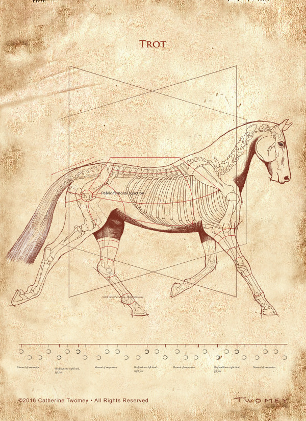 Da Vinci Horse: The Horse's Trot Revealed