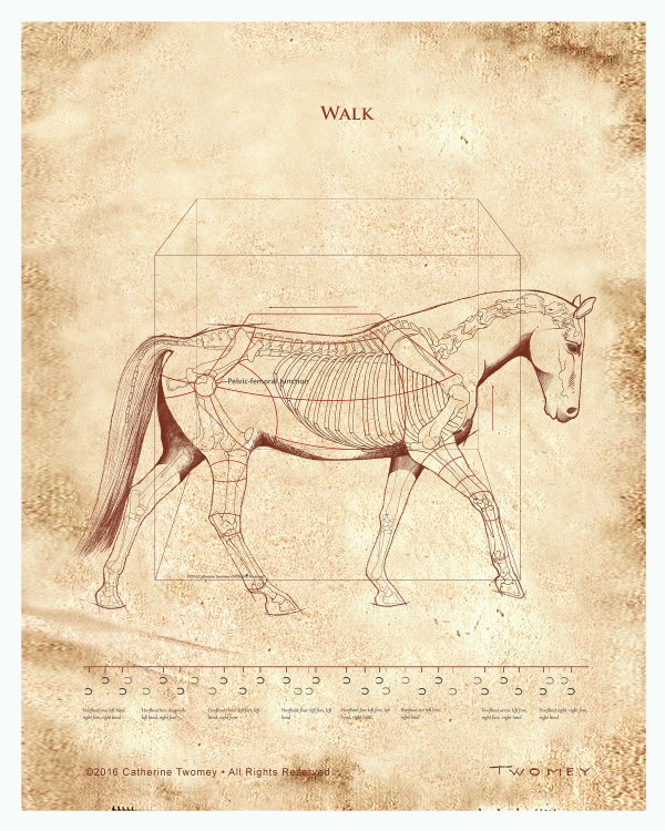 Da Vinci Horse: The Walk Revealed