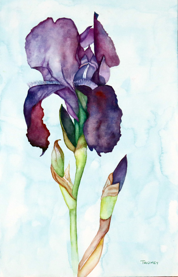 Iris of Purple (9 X 9" Mixtile) by Catherine Twomey, Image 1.