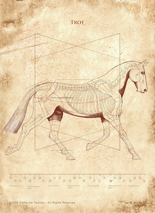 Da Vinci Horse: The Horse's Trot Revealed Limited Edition 16 X 20" by Catherine Twomey, Image 1.