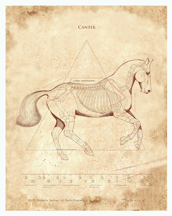 Da Vinci Horse: The Canter Revealed Limited Edition 16 X 20" by Catherine Twomey, Image 1.