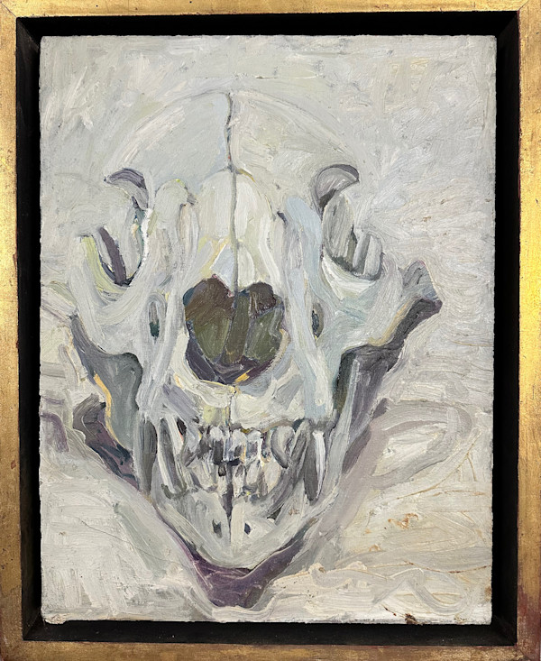 Deer Skull Frontal by Kenneth Showell