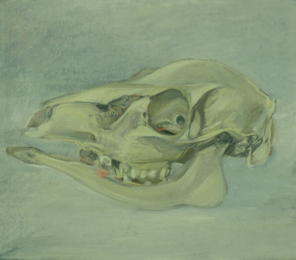DEER SKULL #25 by Kenneth Showell