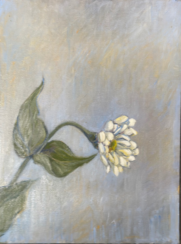 White Zinnia by Kenneth Showell