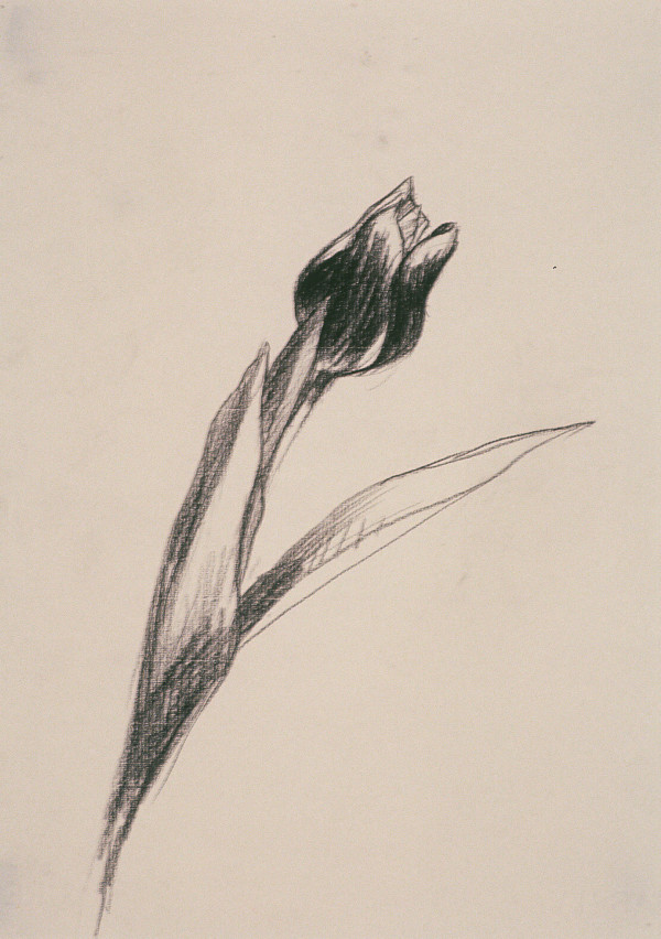 Tulip V by Kenneth Showell