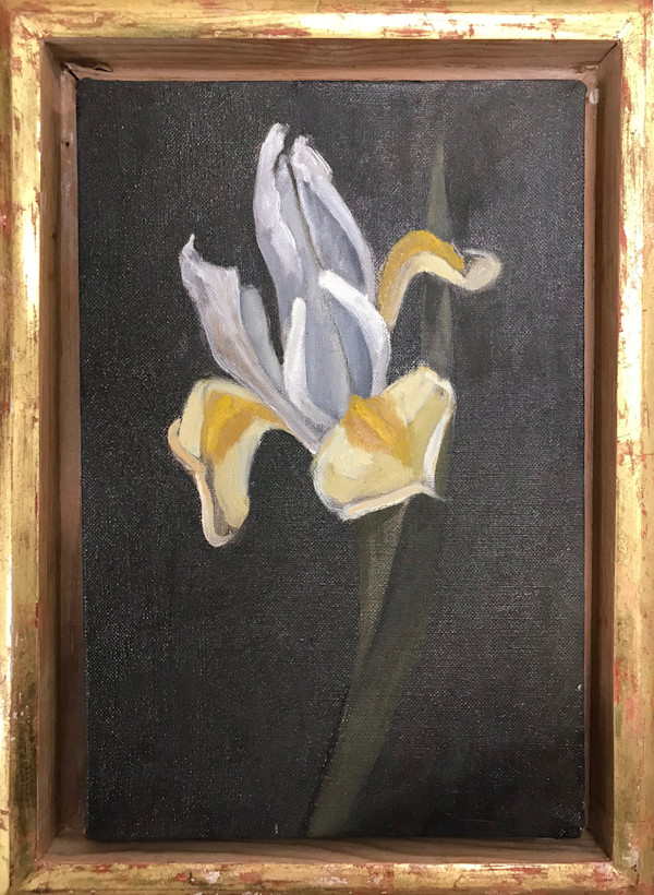 IRIS WHITE by Kenneth Showell