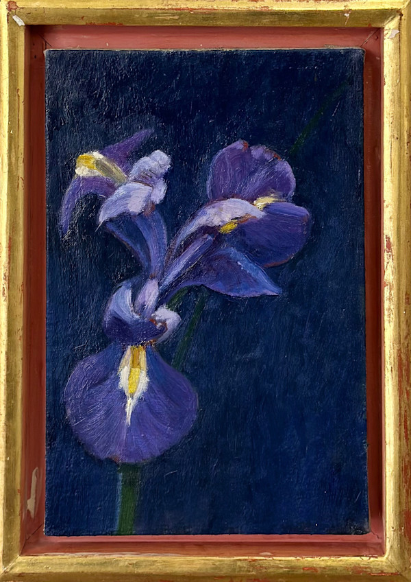 IRIS LAVENDAR BLUE by Kenneth Showell