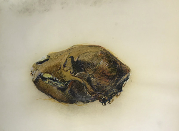 Pastel skull by Kenneth Showell