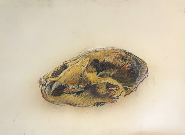 Pastel skull by Kenneth Showell