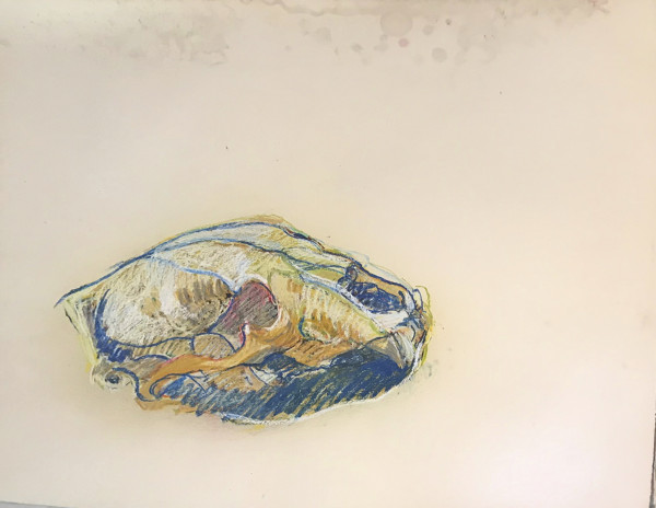 Pastel skull by Kenneth Showell