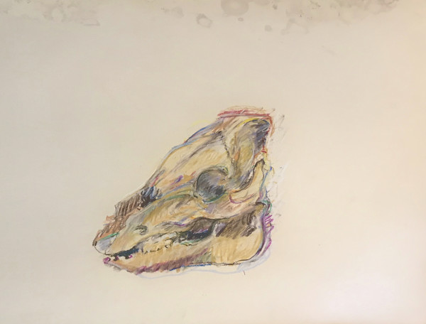 Pastel skull by Kenneth Showell