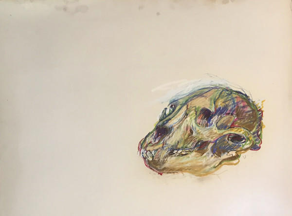 Pastel skull by Kenneth Showell