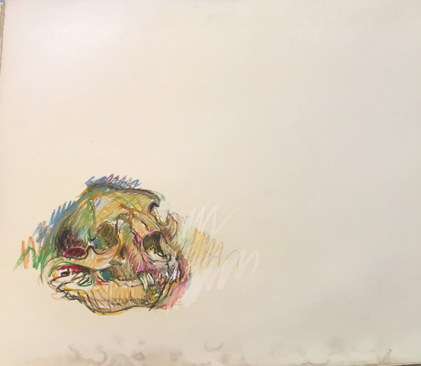 Pastel skull by Kenneth Showell