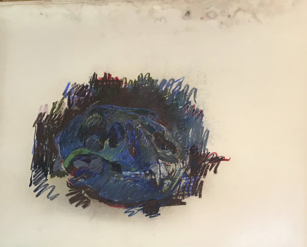 pastel skull by Kenneth Showell