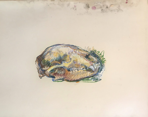 Pastel skull by Kenneth Showell
