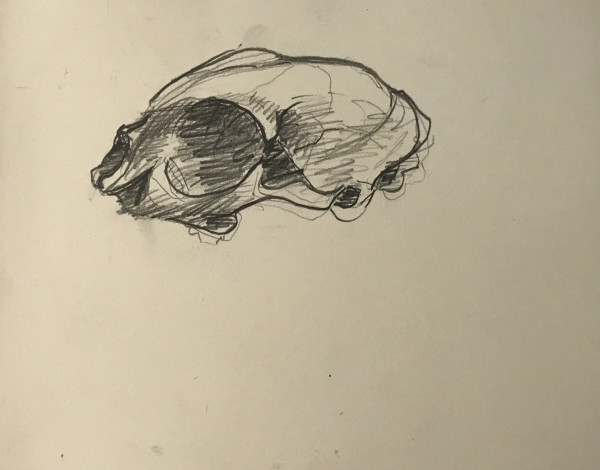 Pencil Skull by Kenneth Showell