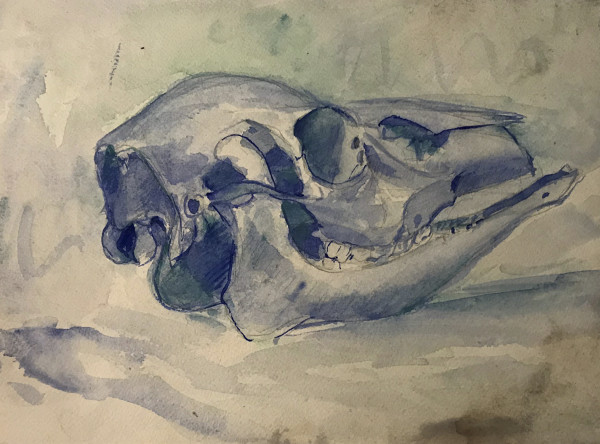 Watercolor Skull by Kenneth Showell